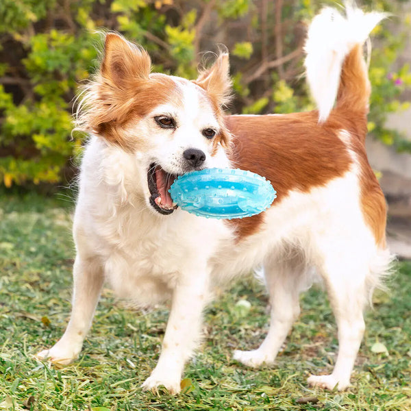 Juguete mordedor congelable para perros 2 en 1 – Refresca, entretiene y cuida sus dientes Dropea