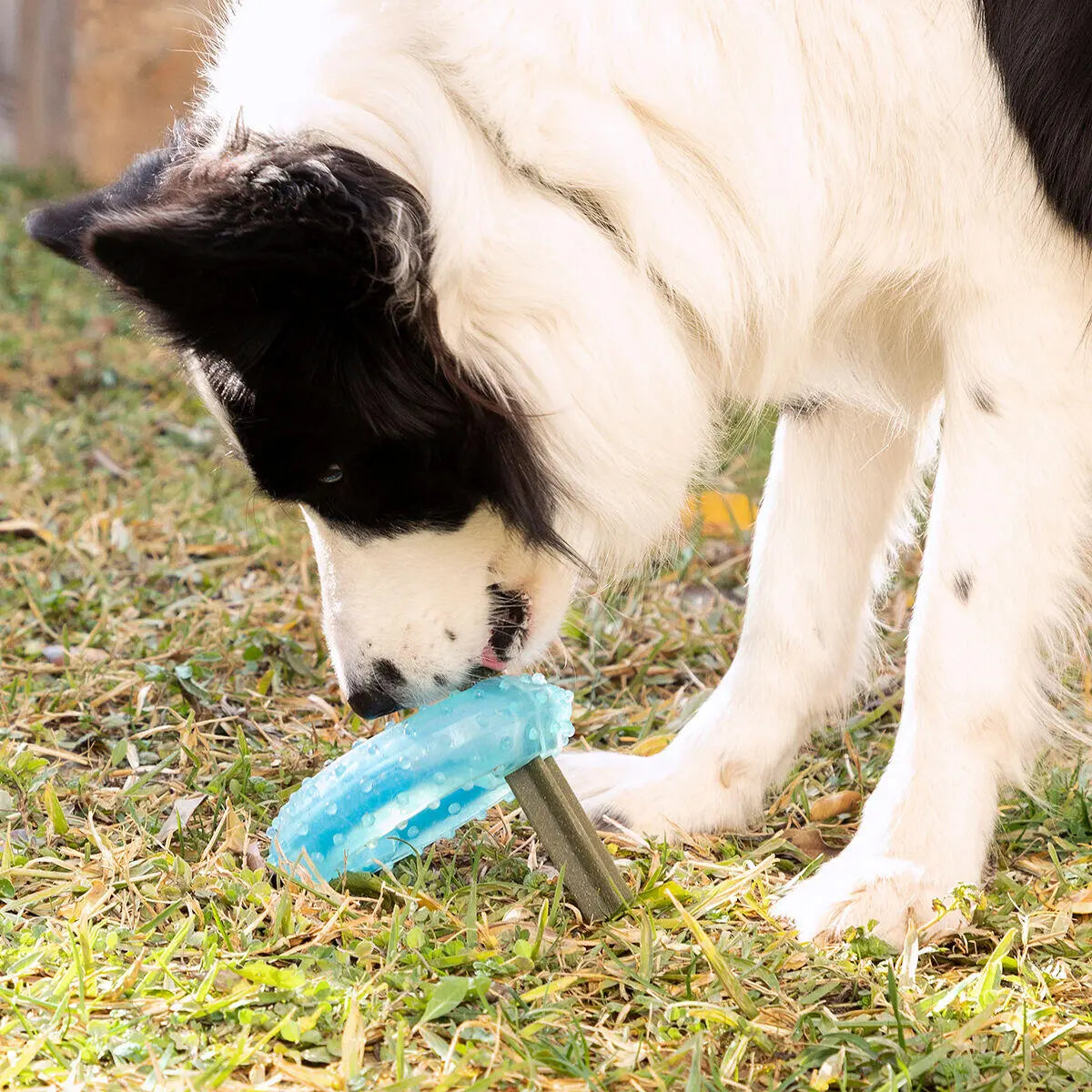 Juguete mordedor congelable para perros 2 en 1 – Refresca, entretiene y cuida sus dientes Dropea
