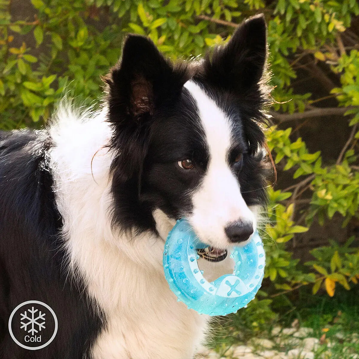 Juguete mordedor congelable para perros 2 en 1 – Refresca, entretiene y cuida sus dientes Dropea